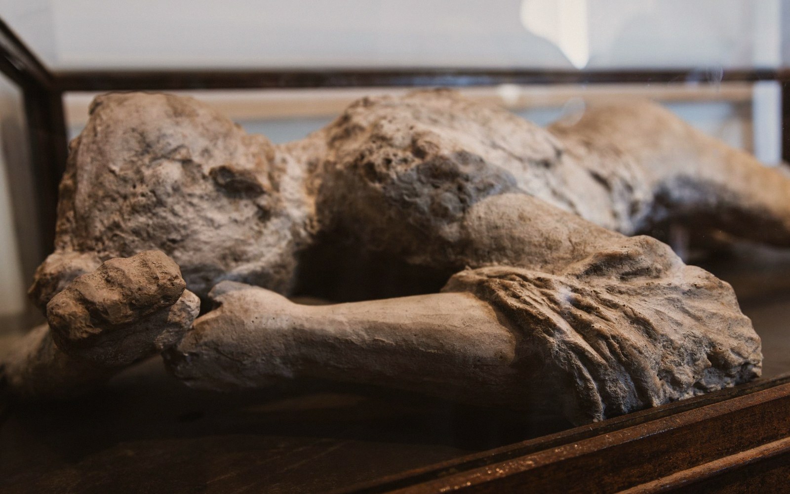 A plaster body cast with textured skin folds lies inside a glass display case