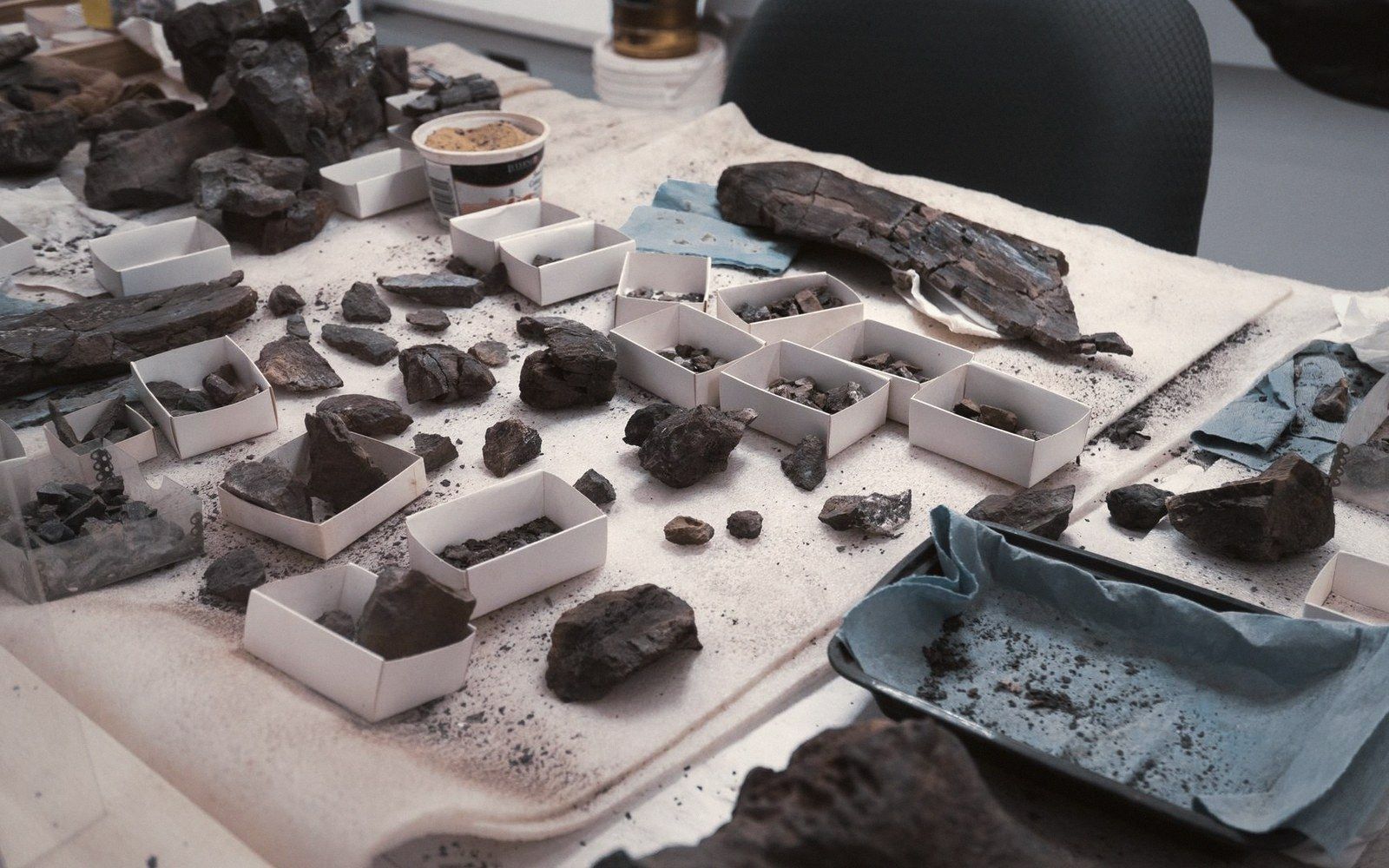 Charred artifact fragments sorted into small cardboard trays on a lab table