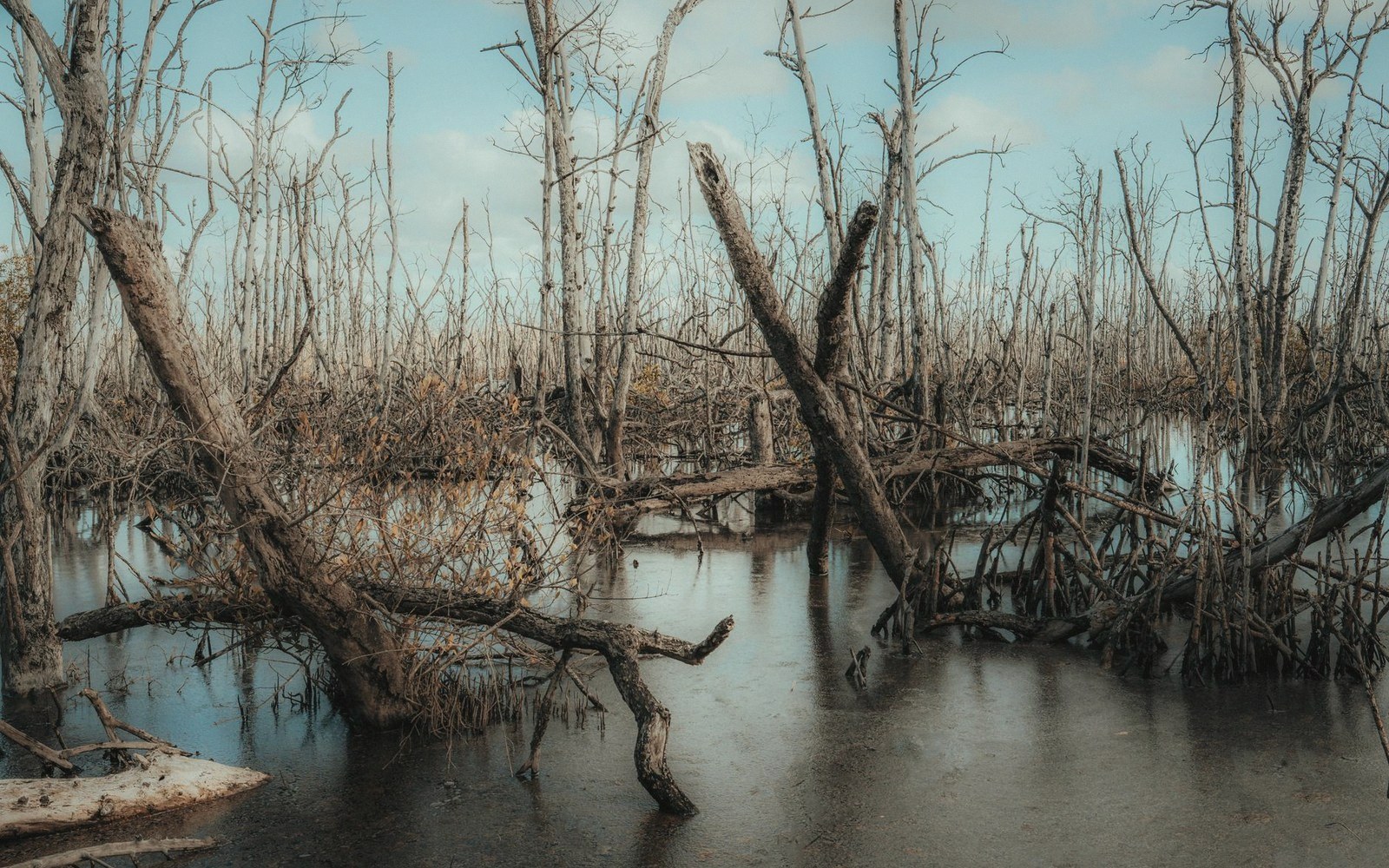 Bare dead trees stand in still, dark swamp water surrounded by tangled fallen branches