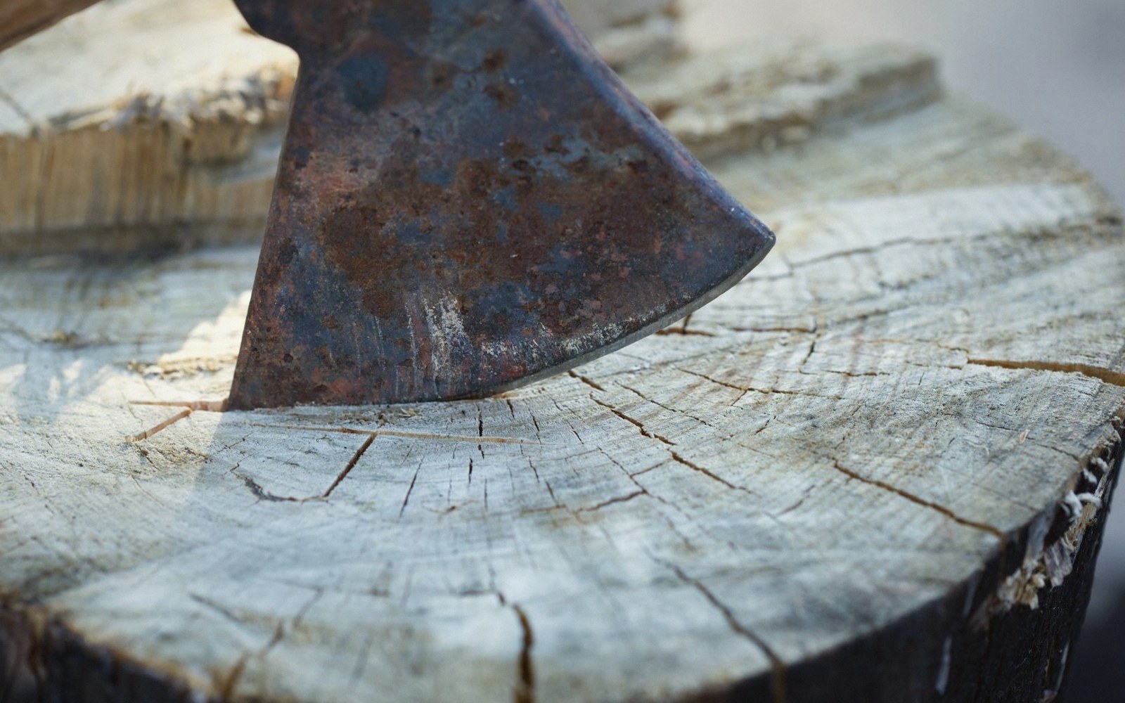 A rusty axe blade embedded in a cut tree stump showing visible growth rings